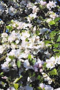 Apple blossom in the cider orchard