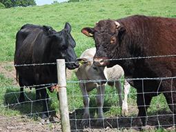 A calf in the barn