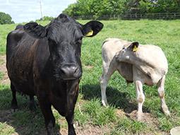 Cows grazing in a field